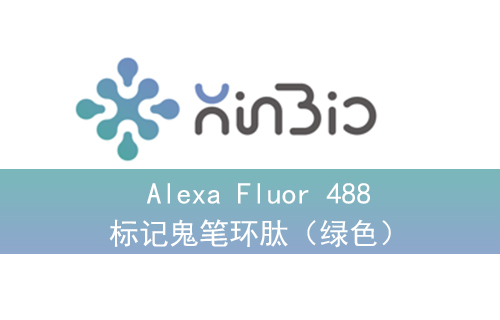 Alexa Fluor 488标记鬼笔环肽（绿色）